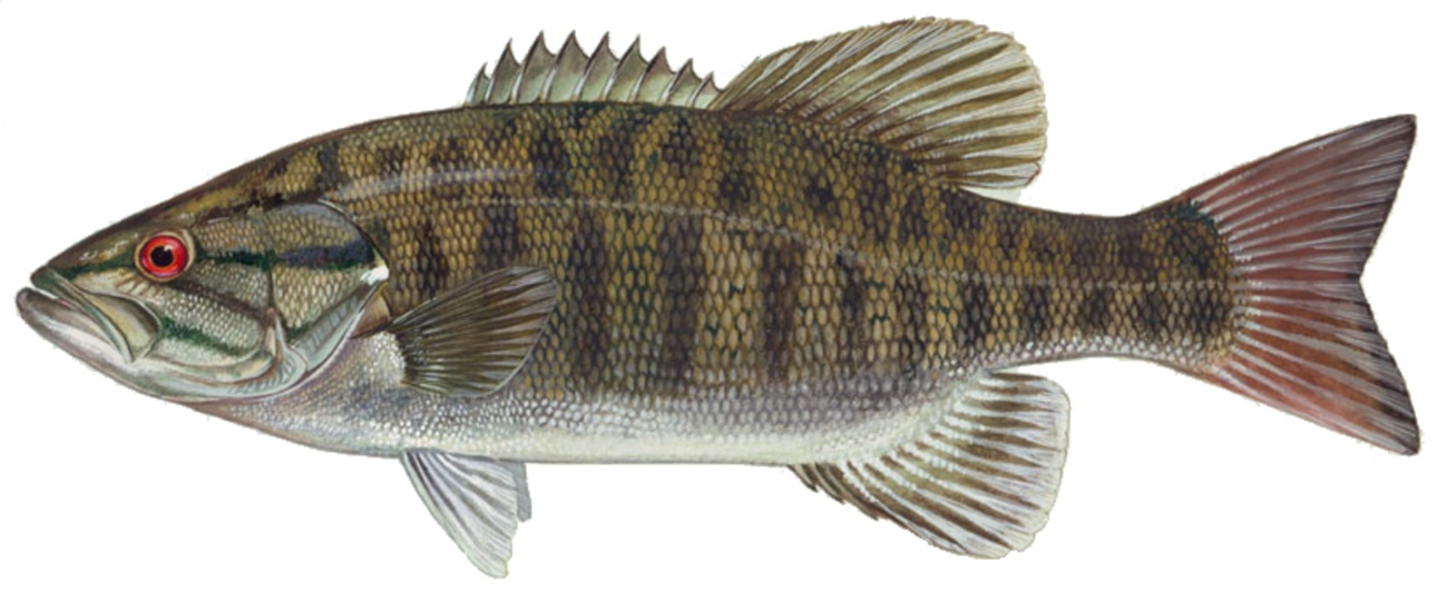Smallmouth bass visitor counter